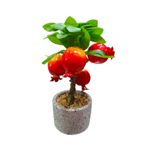 Botany - Mini Pomegranate Plant